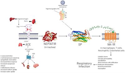 Substance P – a regulatory peptide with defense and repair functions. Results and perspectives for the fight against COVID-19